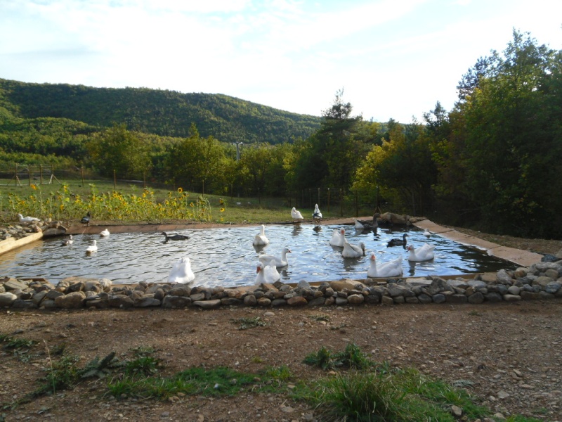 canards - un bassin pour les oies et les canards Valent10