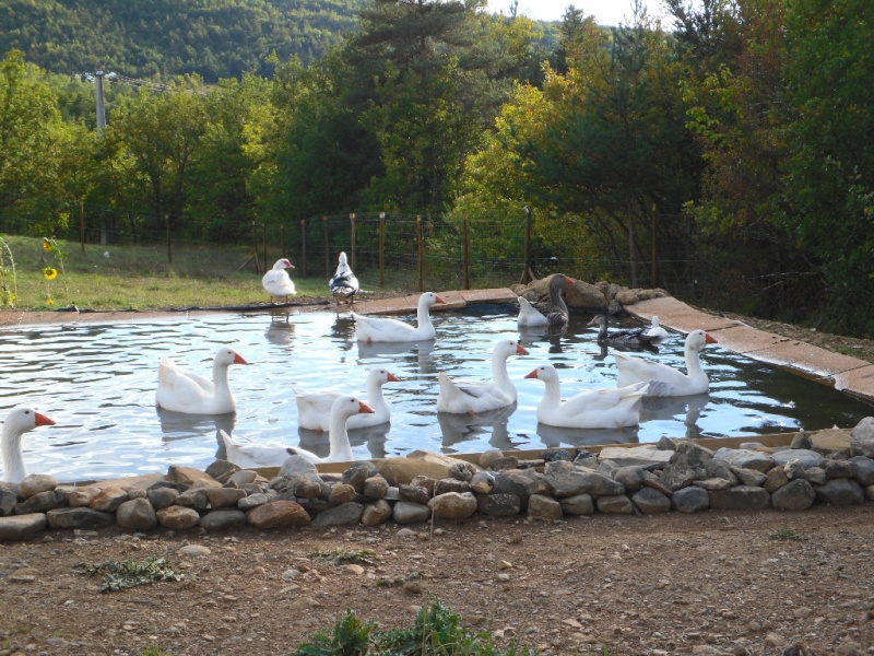 canards - un bassin pour les oies et les canards Valent11