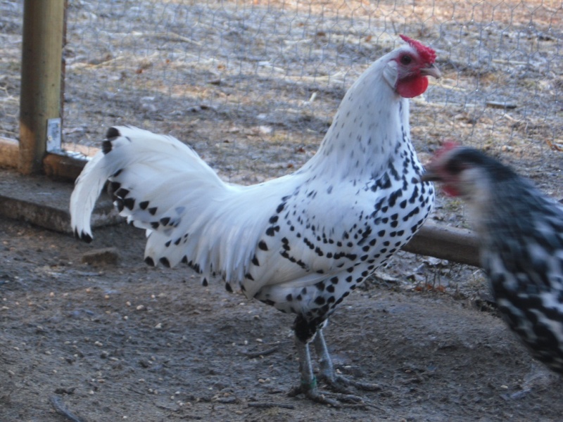 2 poules & 1 coq hambourg Volail33