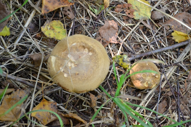 Paxillus involutus  Dsc_0710