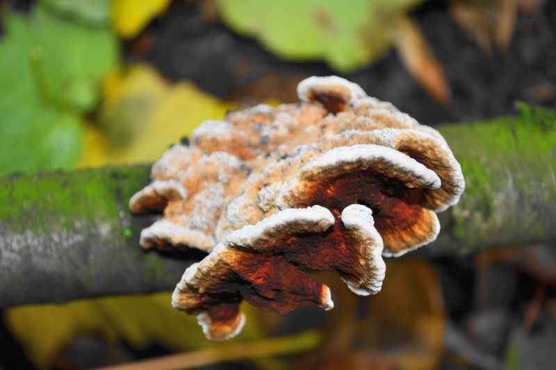  Trametes versicolor Dsc_0943