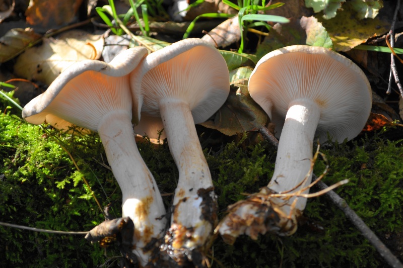 au pied d'un bouleaux , Clitocybe nebularis Dsc_0947