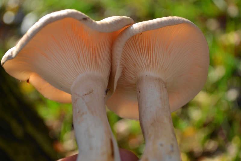 au pied d'un bouleaux , Clitocybe nebularis Dsc_0950