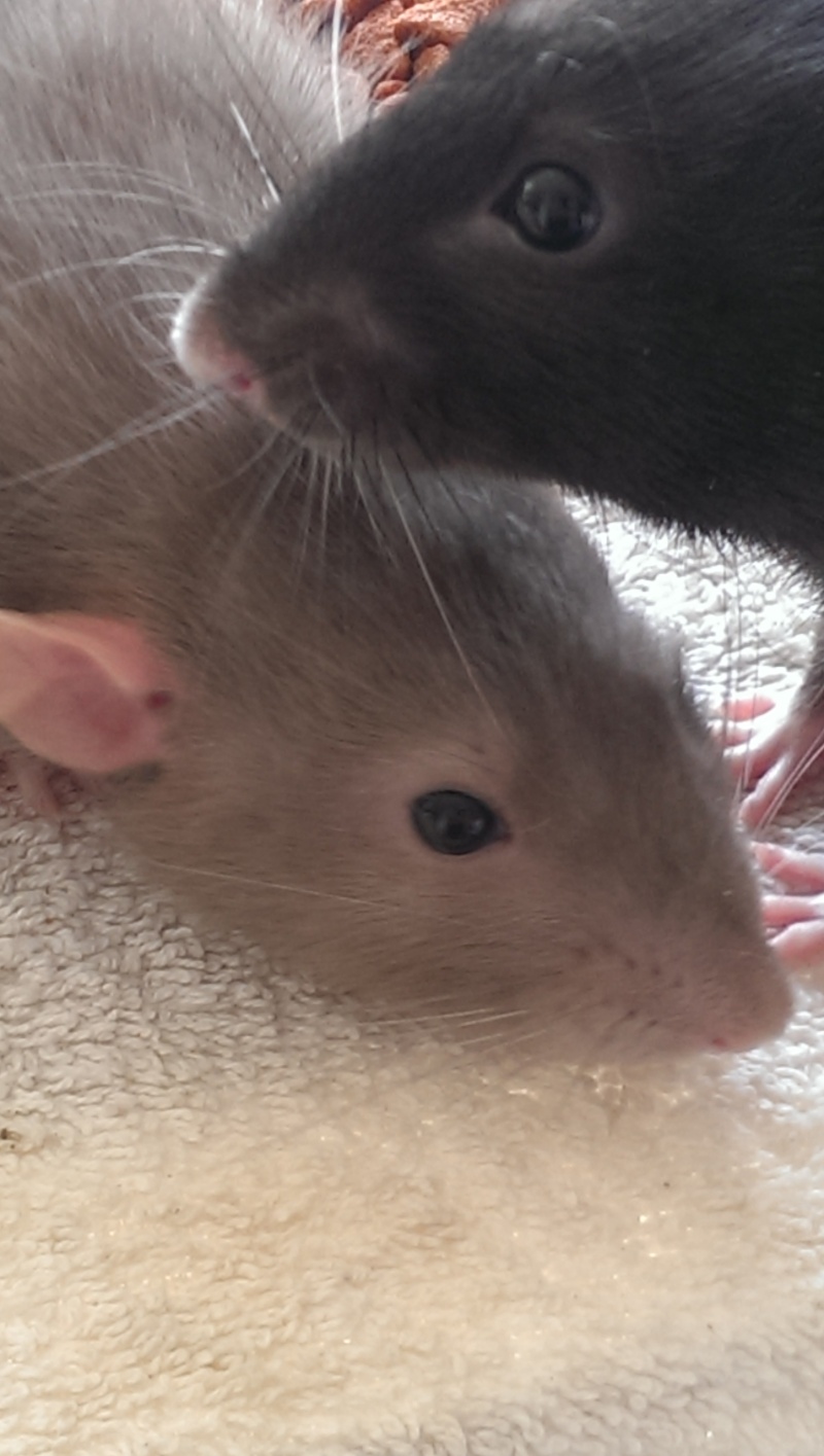 Deux petits rats dumbo tout mignon attendent une bonne famille! Imag1011