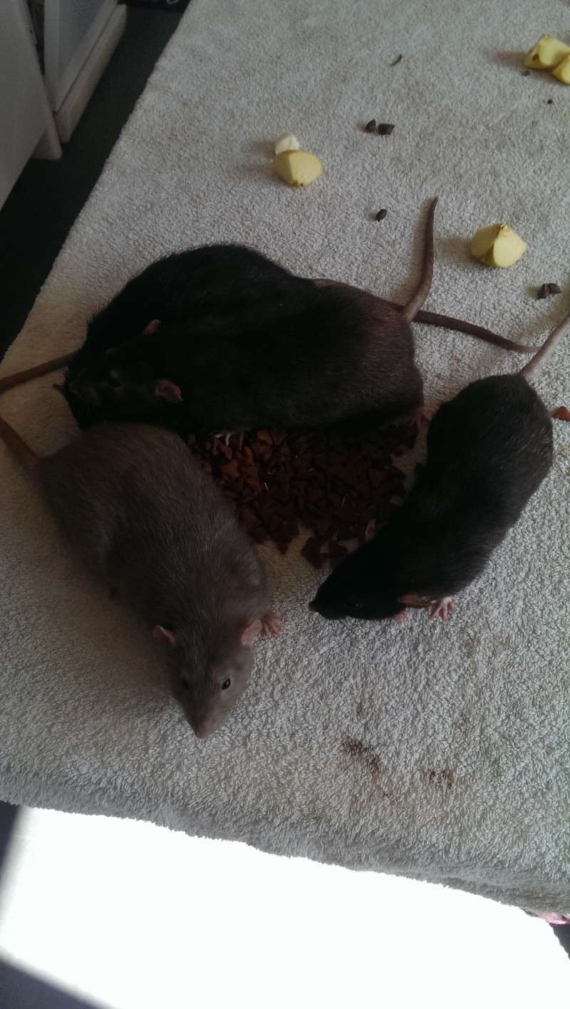 Deux petits rats dumbo tout mignon attendent une bonne famille! Imag1012