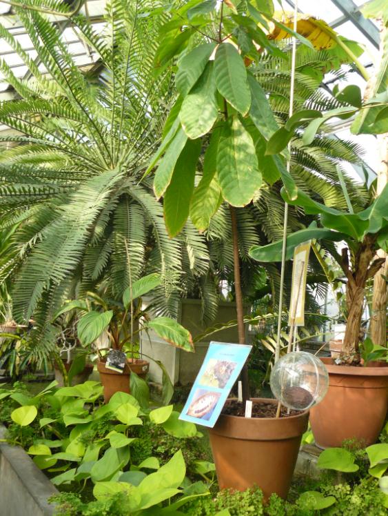 (Belgique) Serres du jardin botanique de Liège Cacao10