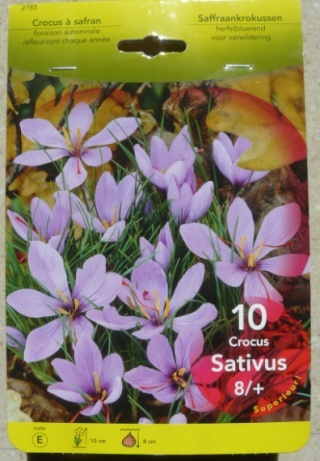 Crocus sativus - culture du vrai safran  - Page 2 Crocus10