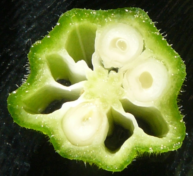 Abelmoschus esculentus - gombo fruit [devinette] Devine10