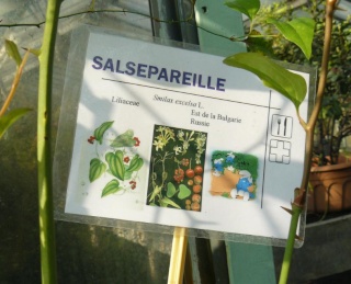 (Belgique) Serres du jardin botanique de Liège Khggh10