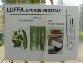 (Belgique) Serres du jardin botanique de Liège Luffa_10