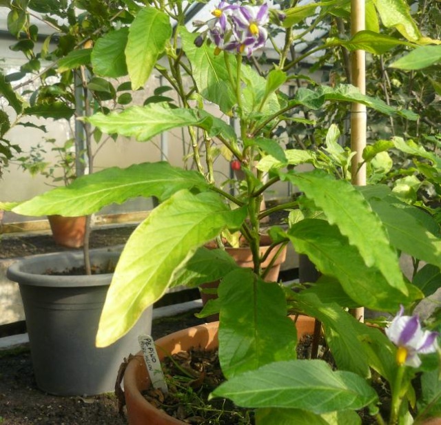 Solanum muricatum - pepino, poire-melon Pepino11