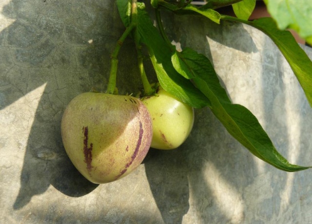 Solanum muricatum - pepino, poire-melon Pepino13