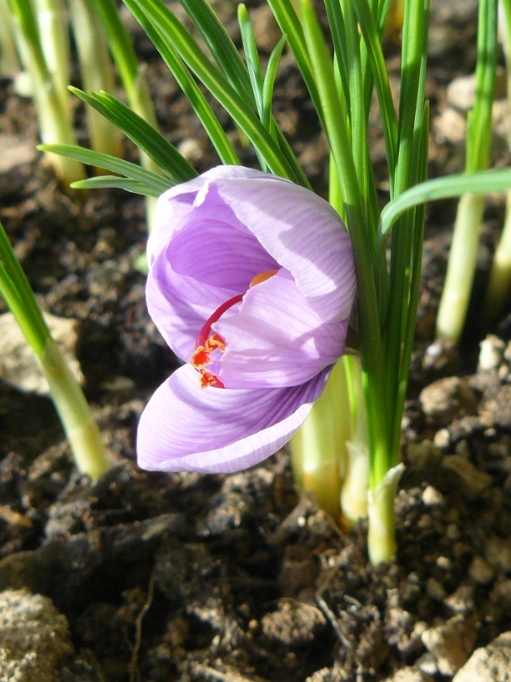 Crocus sativus - culture du vrai safran  - Page 2 Safran11