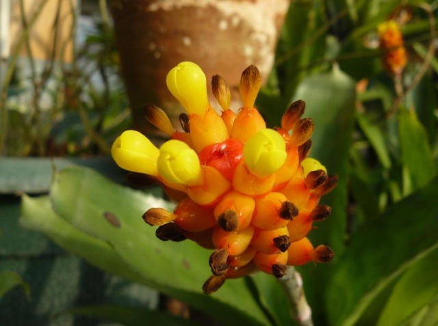 (Belgique) Serres du jardin botanique de Liège Xhyjgj10