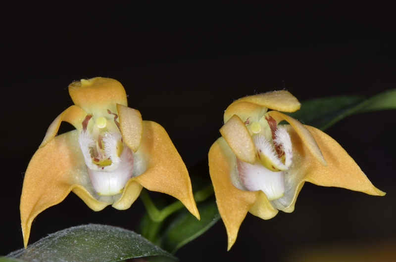 Orchideenblüten 2014 Dendro10