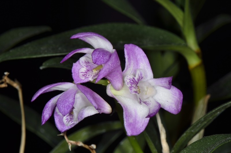 Orchideenblüten 2014 Dendro11