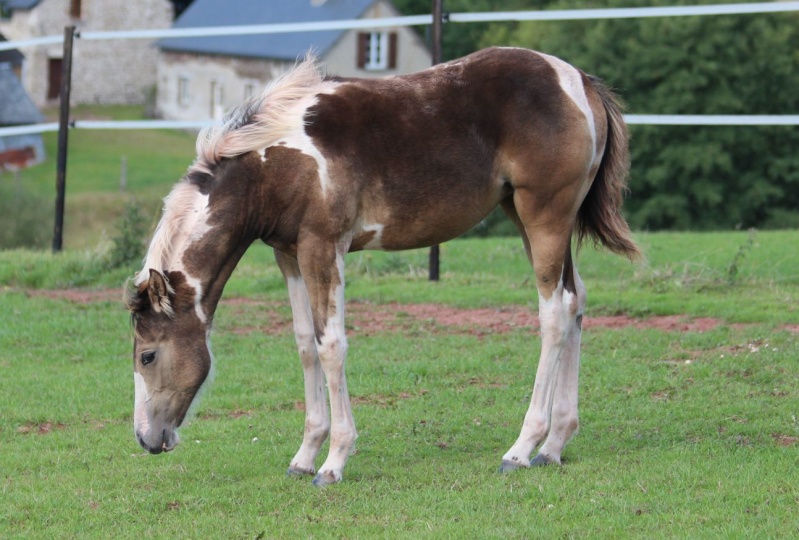 MAGNIFIQUE ETALON PAINT buckskin sooty yeux bleux  Djinn110