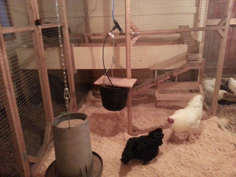 Why are all of my chickens on the floor? - Page 2 16048410