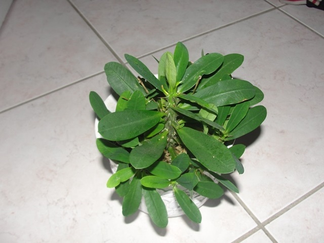 Euphorbia milii ou Epine du Christ Dsc00311