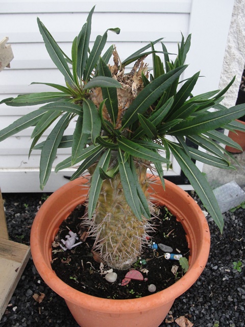 pachypodium lamerei  Dsc09311