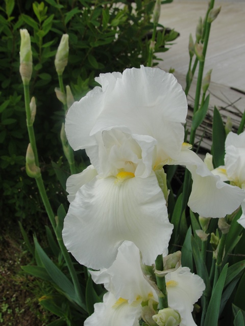 Iris : floraison 2014 - Page 9 Iirs_d10