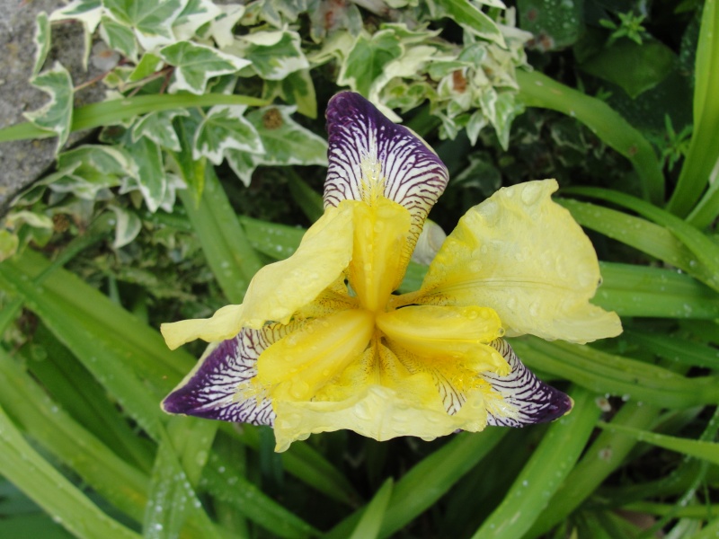Iris : floraison 2014 - Page 9 Iris_l10