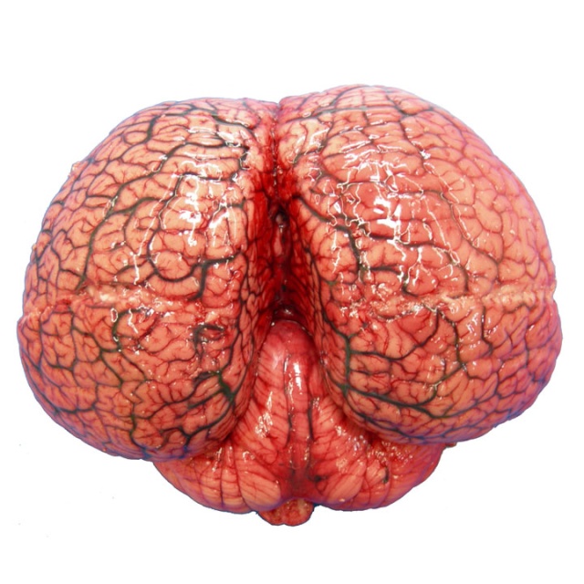 Que el cerebro humano es el cerebro más grande del Reino Animal es una de las grandes mentiras de la medicina Hof_1110