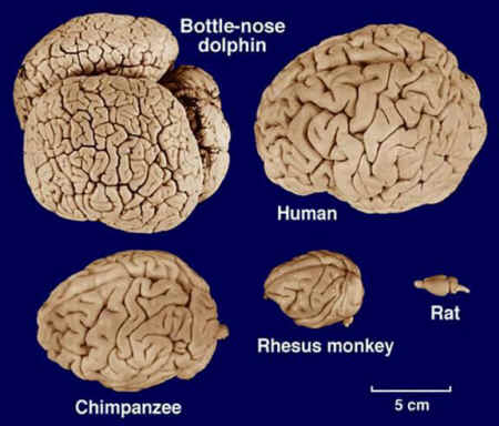 Que el cerebro humano es el cerebro más grande del Reino Animal es una de las grandes mentiras de la medicina Nl-20110