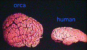 Que el cerebro humano es el cerebro más grande del Reino Animal es una de las grandes mentiras de la medicina Orcabr10