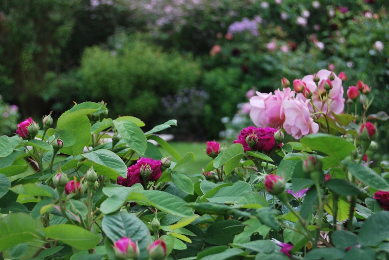 le jardin de Diascia ! 2014-092