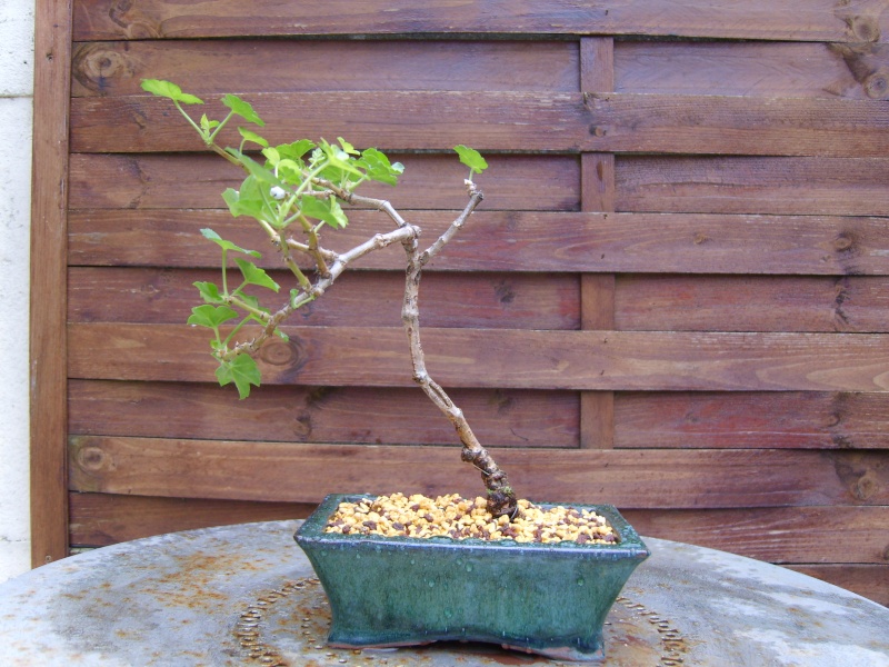 géranium en bonsaï 20fev210