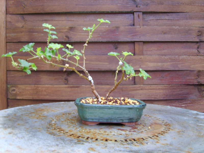 géranium en bonsaï 20fev211