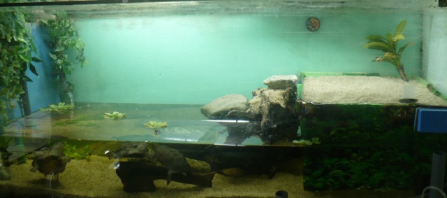 mes tortues pelomedusa Aquate10