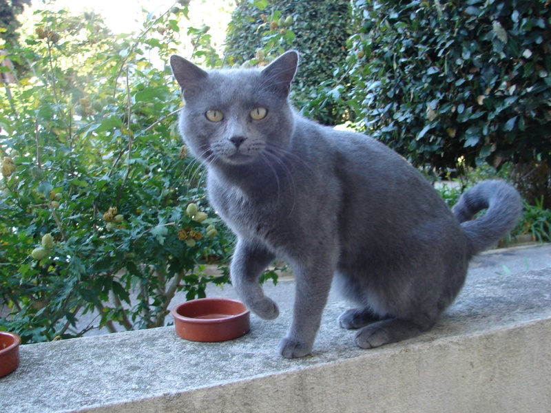  ( Adopté) Anis beau chat mâle type chartreux de 2 ans chatéki04 Nice (06) Chaton36