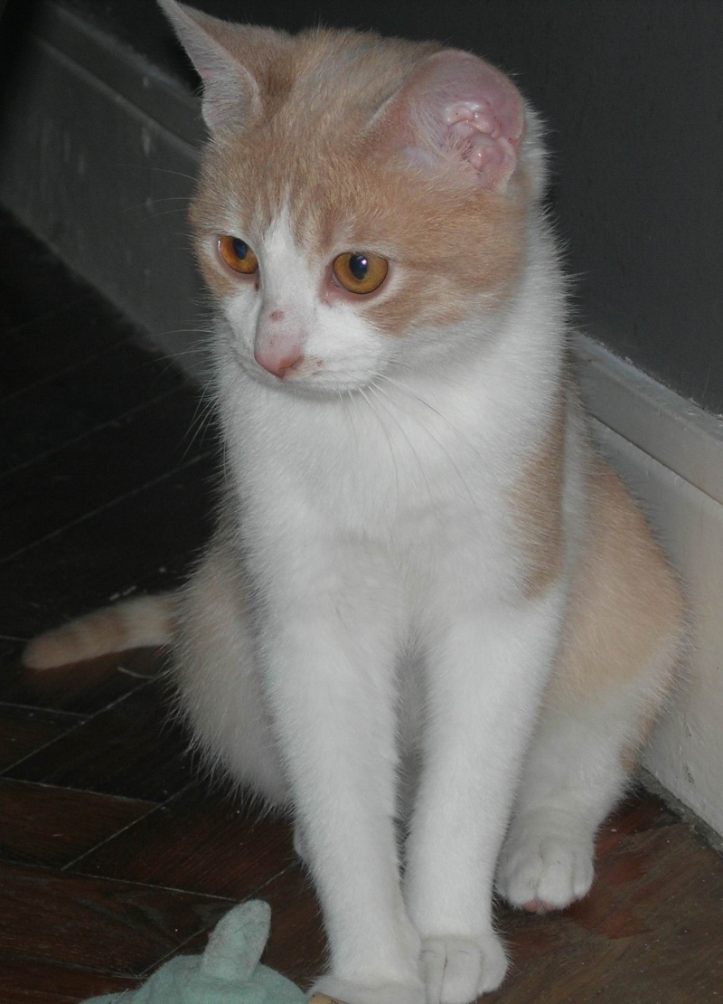 ( Adopté) Iben chaton mâle roux pa^le et blanc aux yeux couleur Ambre (06) Chatéki04 Iben_e13