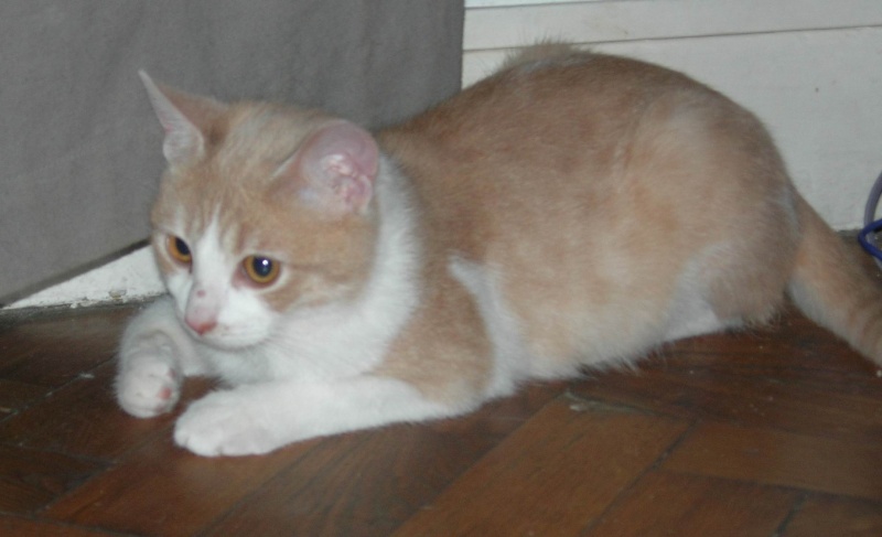 ( Adopté) Iben chaton mâle roux pa^le et blanc aux yeux couleur Ambre (06) Chatéki04 Iben_e14
