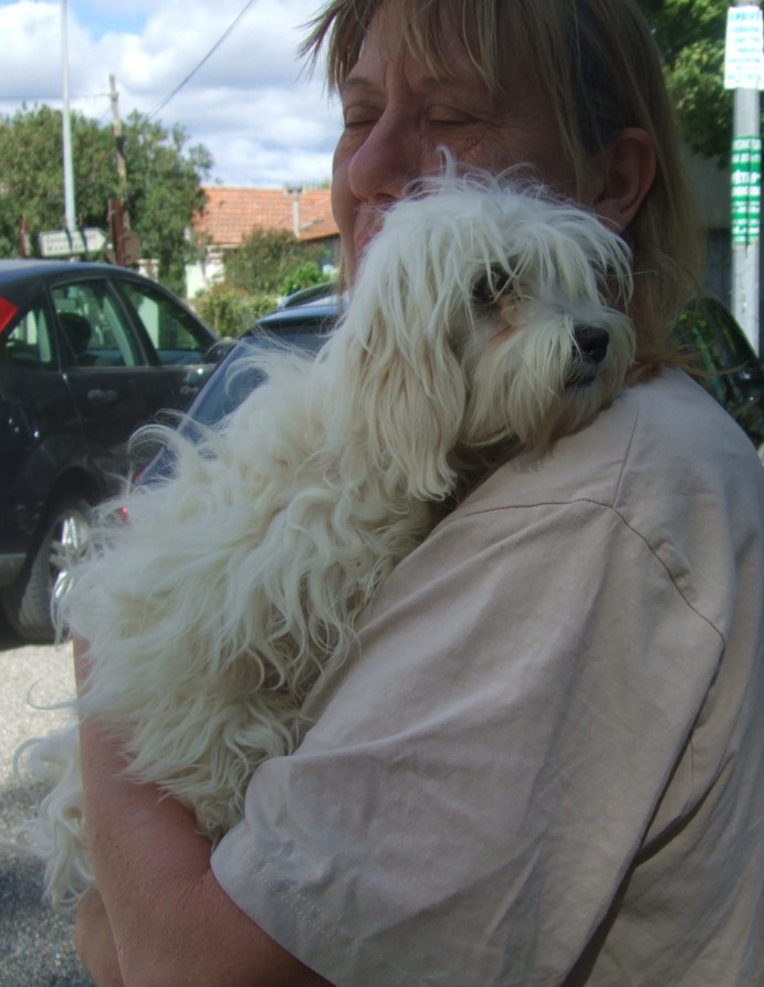 4 bb bichons en sauvetage  avant demain 10h  URGENT Bichon12