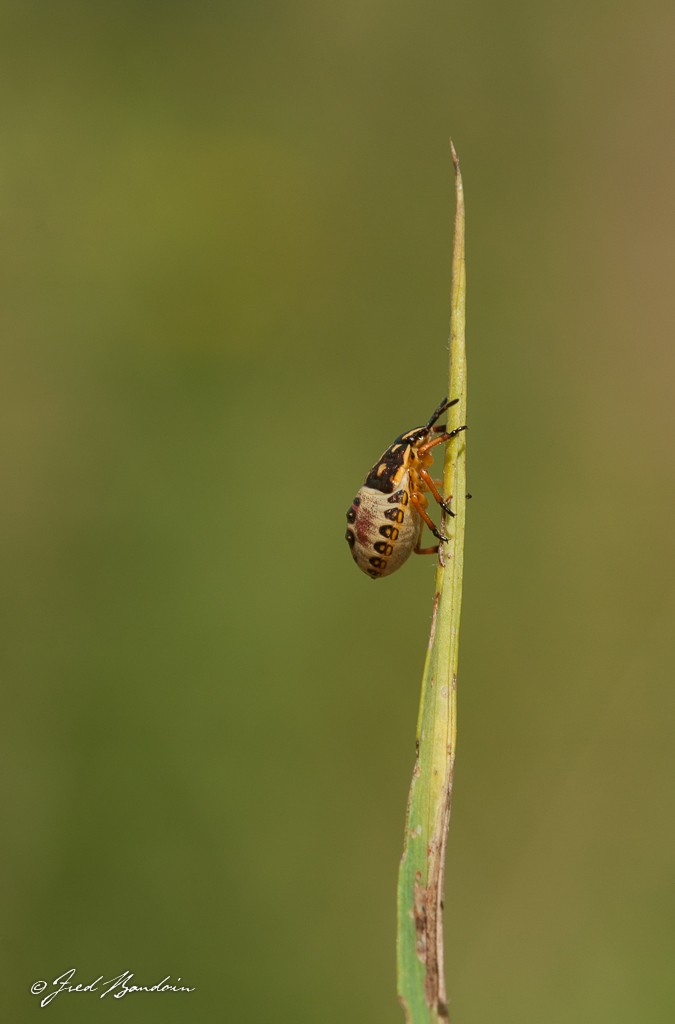 Carpocoris sp Grimpe10