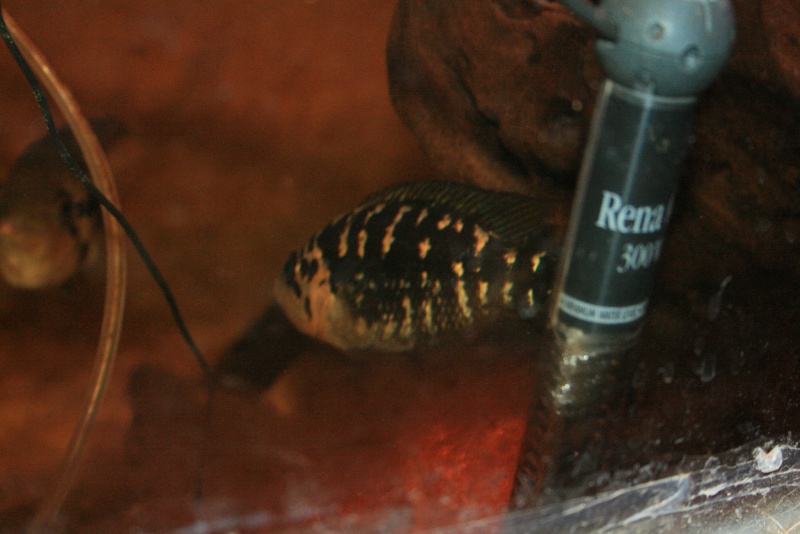 parachromis - Parachromis sp Honduras Img_0111