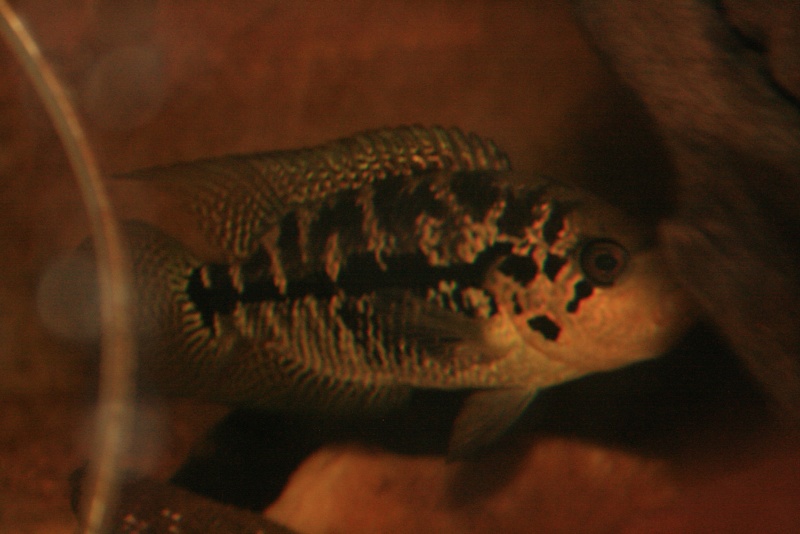 parachromis - Parachromis sp Honduras Img_0115