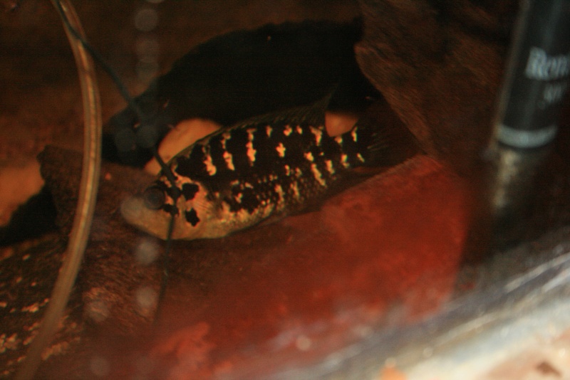 Parachromis sp Honduras Img_0116