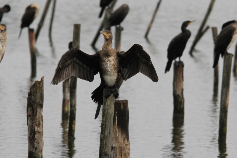 Grand Cormoran Gironde France Img_7114