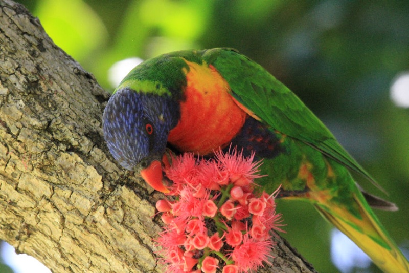 Loriquet de Swainson (Rainbow Lorikeet) NSW Australie Img_8414