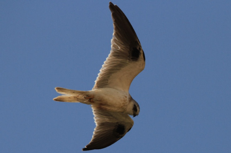 Élanion d'Australie (Black-shouldered Kite) NSW Australie Img_9910