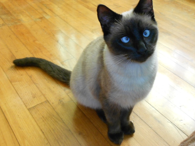 Chanel , mon chaton de 5 mois (: Photo101