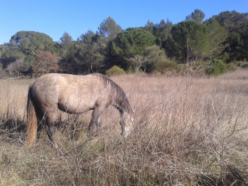 mes chevaux - Page 6 33710