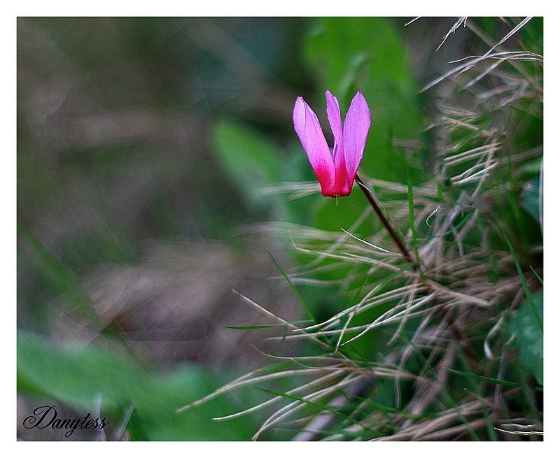 Cyclamen sauvage Img_9726