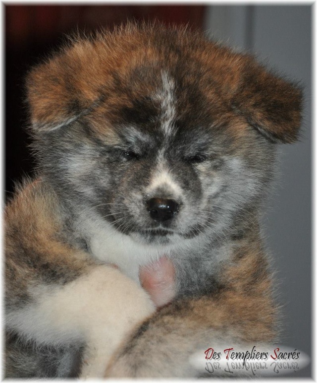 Ma future petite boule de poils Katsuki la petite AKITA INU <3 43j11