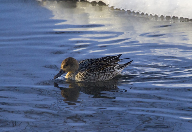 Canard femelle à identifier Cannar11