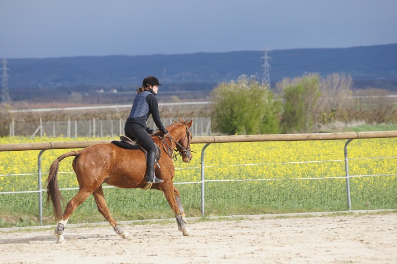 Pisrene et son premier concours hunter en club2 - Page 2 Dsc02011